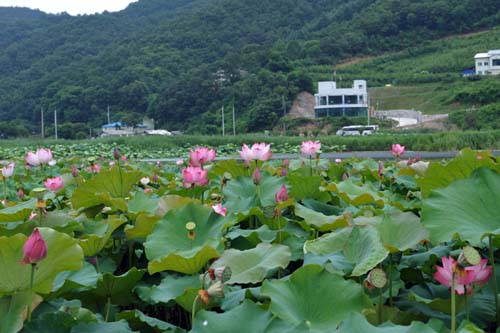기사이미지